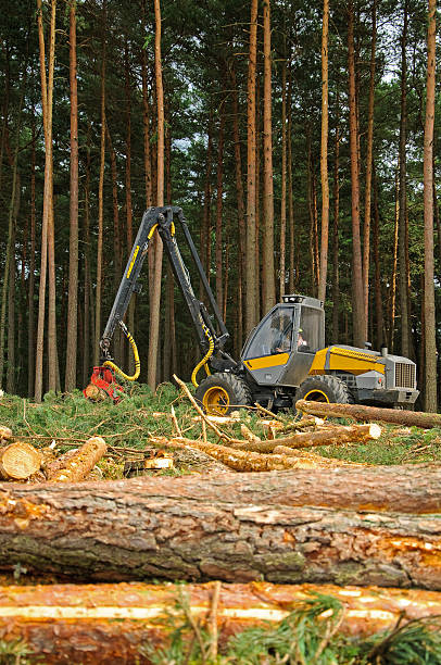 istock felling of the forest 460837873