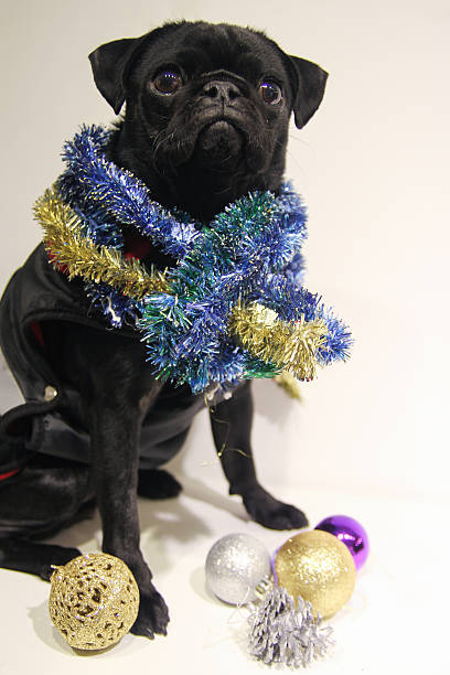 pug celebrating new year stock photo