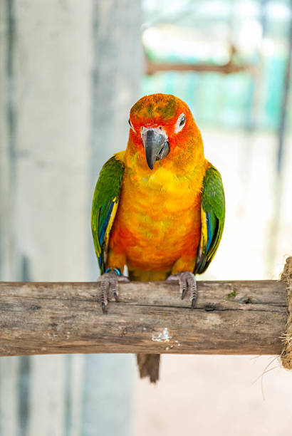 istock Colorful parrot bird sitting on the perch 460842237
