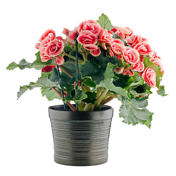 istock Pink begonia plant 460842753