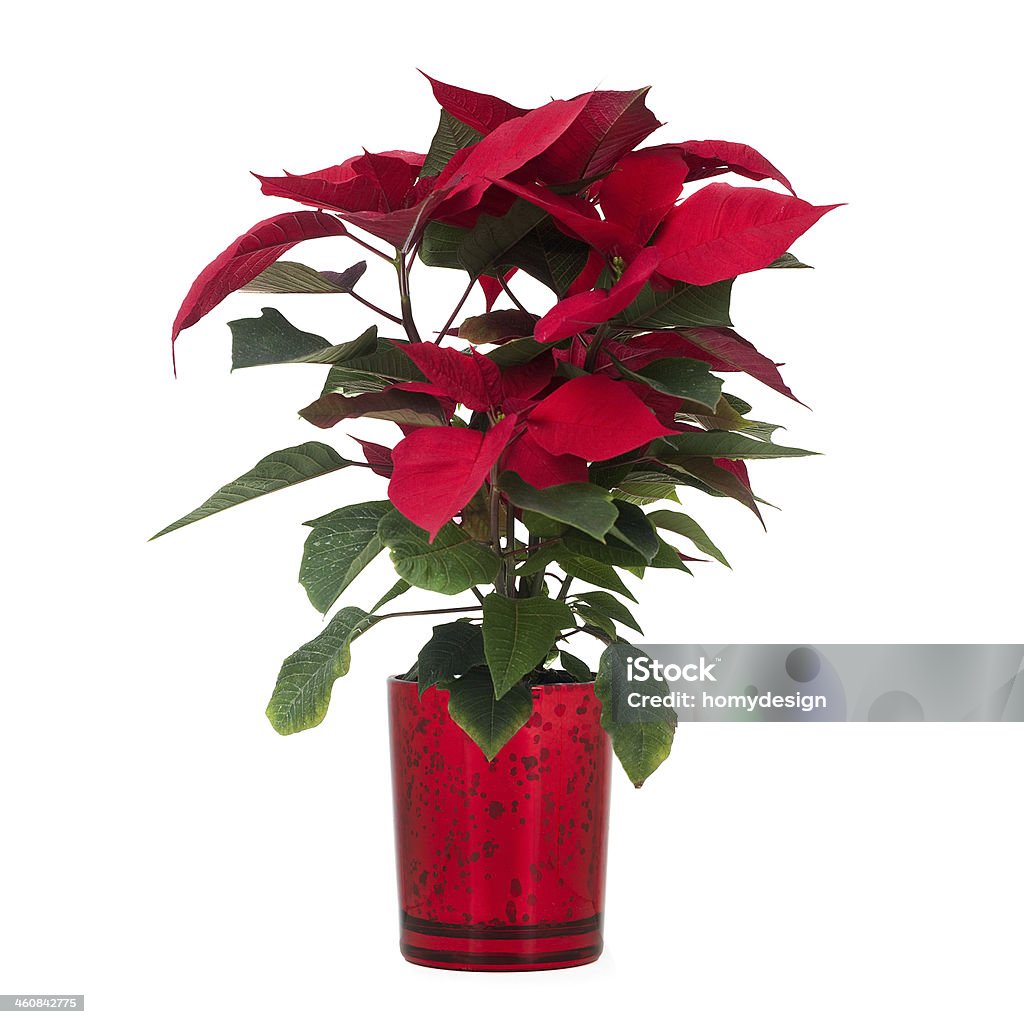 Red de poinsettia - Foto de stock de Bico-de-Papagaio royalty-free