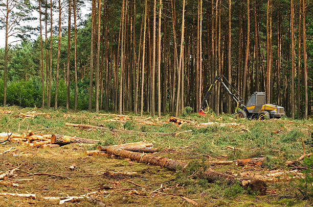 istock felling of the forest 460843129