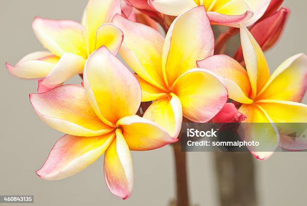 Photo libre de droit de Magnifique Plumeria banque d'images et plus d'images libres de droit de Beauté de la nature - Beauté de la nature, Blanc, Bouton de fleur