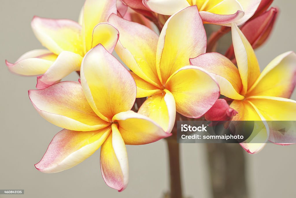 Bela plumeria - Foto de stock de Ampliação royalty-free