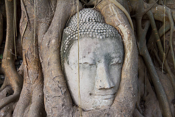 istock Head Buddha in tree roots at Wat Mahathat, Thailand 460843485