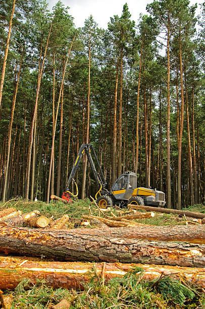 felling of the forest stock photo