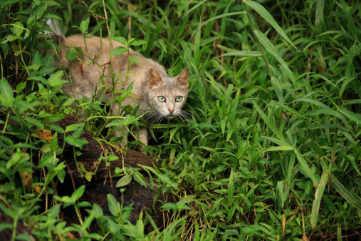 A cat is hiding in the bush with caution and about to  jump down