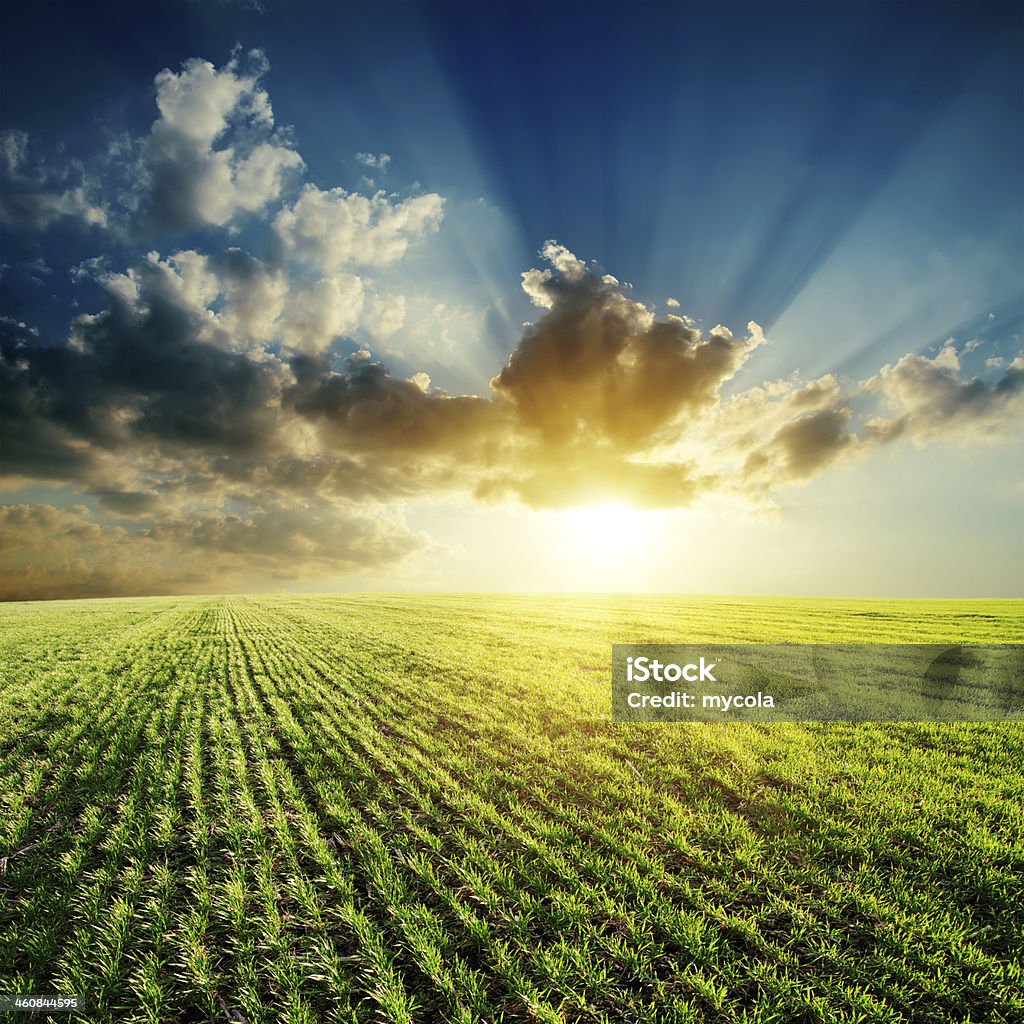 Campo verde con cielo nuvoloso e tramonto - Foto stock royalty-free di Agricoltura