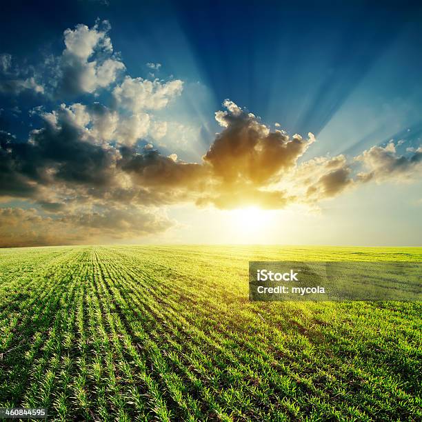 Campo Verde Con Cielo Nuvoloso E Tramonto - Fotografie stock e altre immagini di Agricoltura - Agricoltura, Ambientazione esterna, Arancione