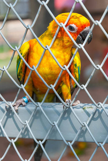 Parrot in a birdcage Parrot in a birdcage richie mccaw stock pictures, royalty-free photos & images