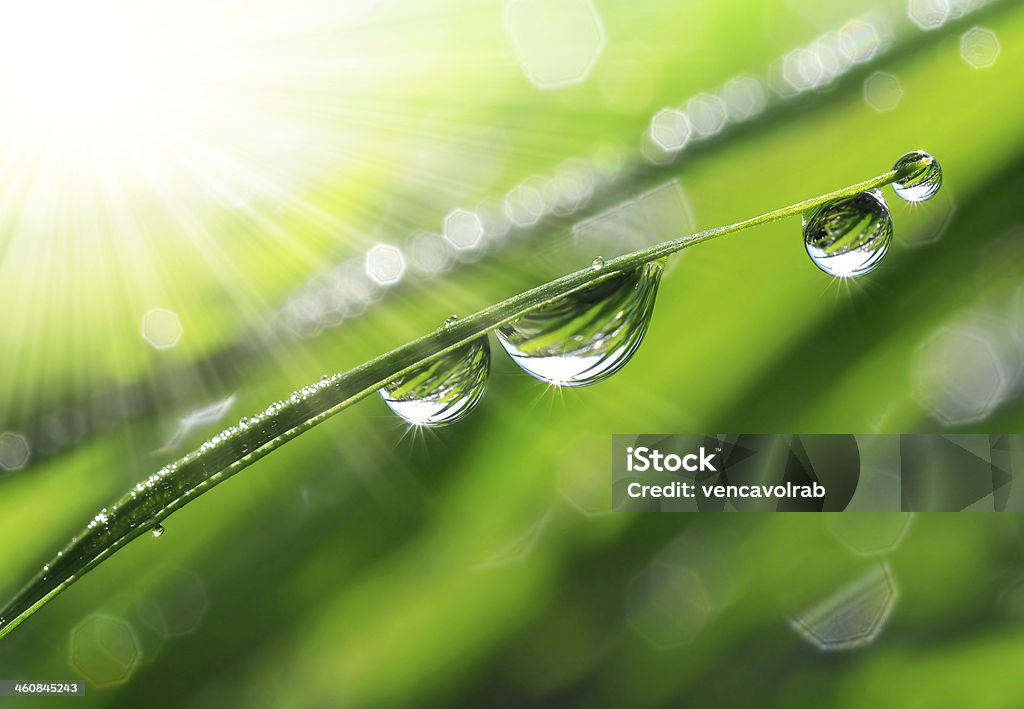 dew drops Fresh grass with dew drops close up Backgrounds Stock Photo