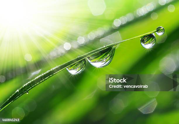 Dew Drops Stock Photo - Download Image Now - Backgrounds, Beauty In Nature, Close-up