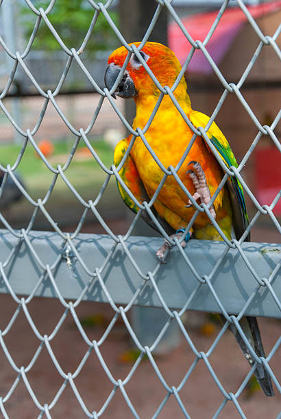 Parrot in a birdcage Parrot in a birdcage richie mccaw stock pictures, royalty-free photos & images