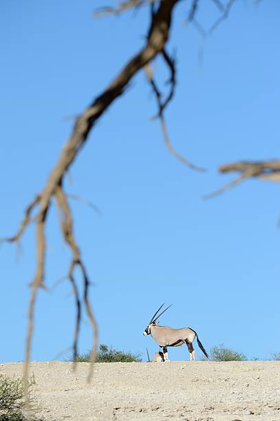 istock Lone gemsbok bull framed by dead Kalahari tree 460845477