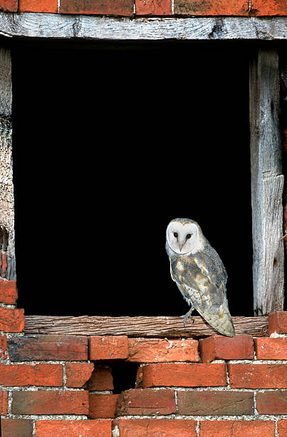 istock Barn owl, Tyto alba 460845719