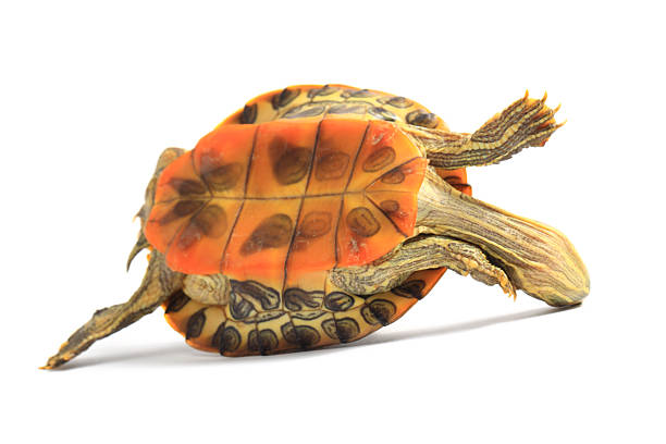 Turtle Getting Scared 560+ Scared Turtle Stock Photos, Pictures & Royalty-Free Images - iStock