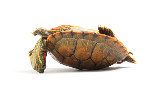 Upside down tortoise struggling, isolated on white background.