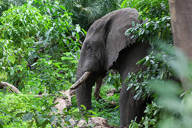 istock Large African Elephant in the bush 460846875