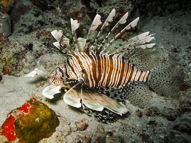 istock Lionfish in Maldives 460848931