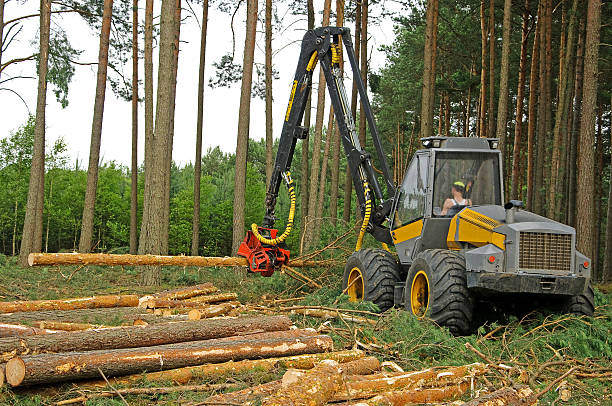 felling of the forest stock photo