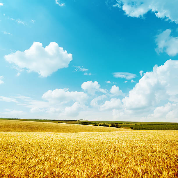 istock golden harvest and blue sky 460852949