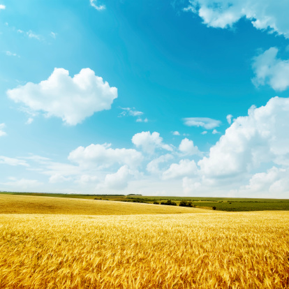 golden harvest and blue sky
