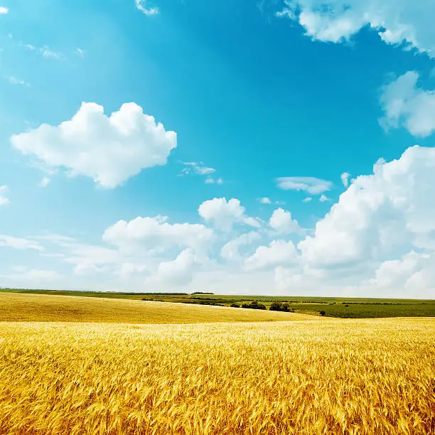 Photo of golden harvest and blue sky