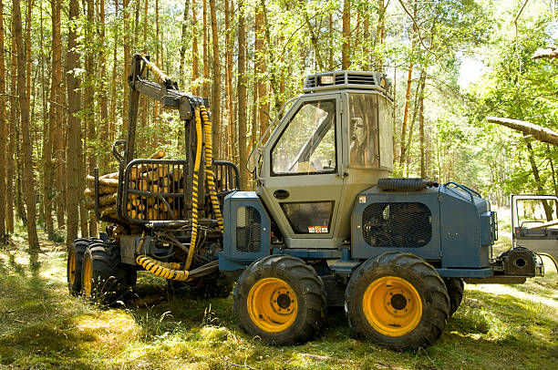 felling of the forest stock photo