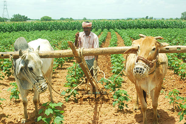 agricultor - sharecropper fotografías e imágenes de stock