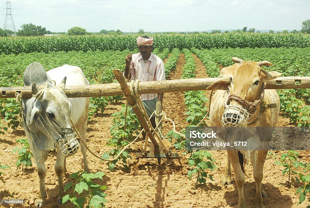 Farmer Indian Farmer in cotton fields Agricultural Field Stock Photo