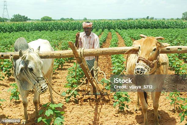 Farmer Stock Photo - Download Image Now - Agricultural Field, Agricultural Occupation, Agriculture