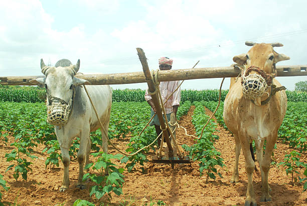 ganado vacuno - sharecropper fotografías e imágenes de stock