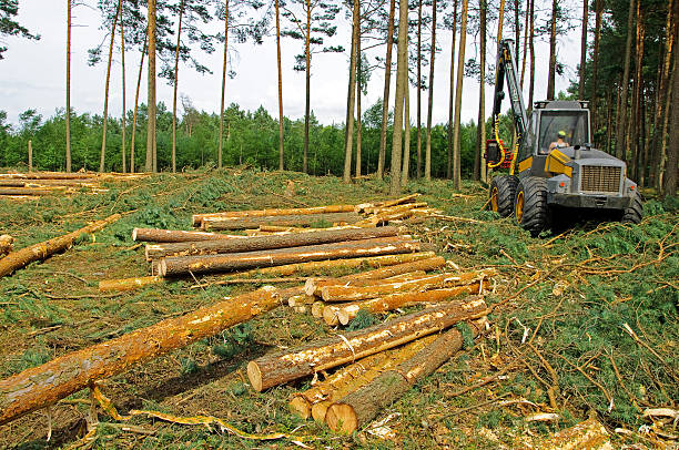 istock felling of the forest 460854973