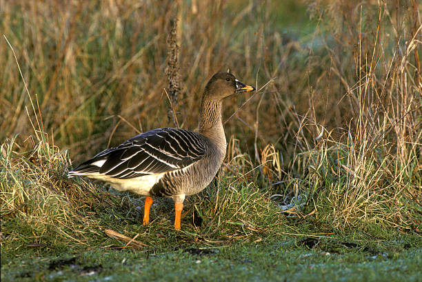 Bean goose, Anser fabalis Bean goose, Anser fabalis, single bird on grass, anser fabalis stock pictures, royalty-free photos & images