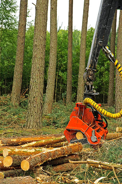 istock felling of the forest 460855601