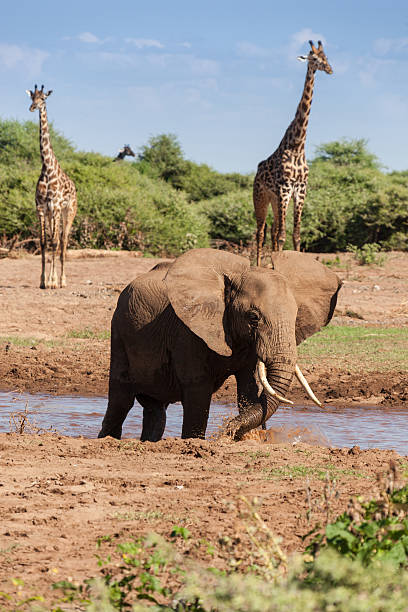 Elephant is standing in the water stock photo