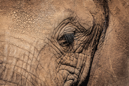 close up of African elephant (eye and trunk)