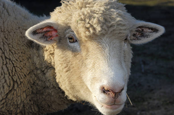 istock Close-up of Domestic Sheep 460860273