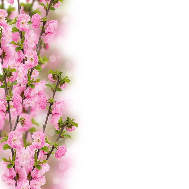 istock Postcard with fresh flowers  and empty  place for your text 460860581