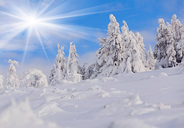 istock Trees covered with hoarfrost and snow in mountains 460860753