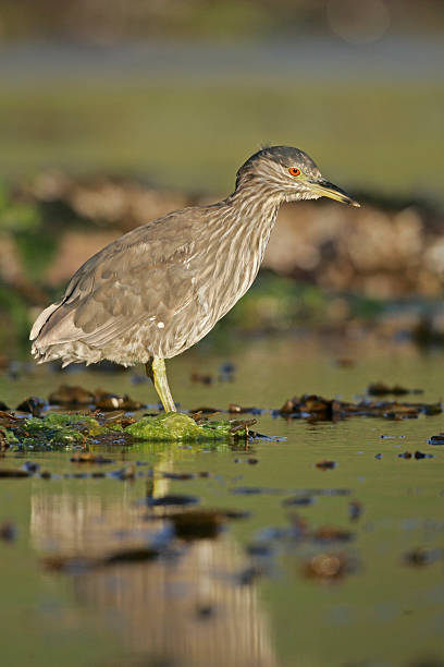 istock Black-crowned night-heron, Nycticorax nycticoraxx 460861563
