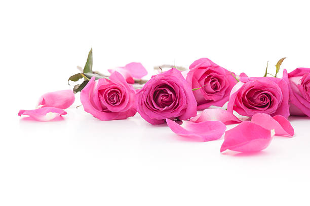 istock Pink Roses and petals 460866083