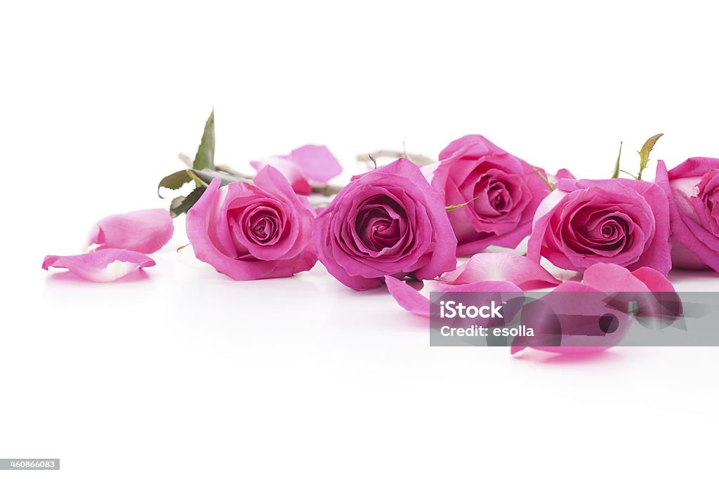 Pink Roses and petals Pink Roses and petals isolated on white. Flower Stock Photo