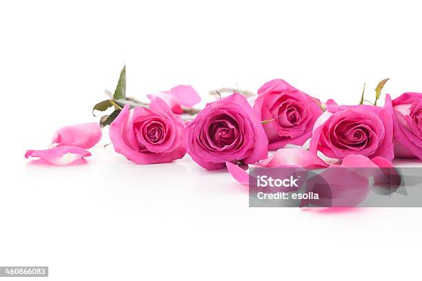 Pink Roses And Petals Stock Photo - Download Image Now - Flower, Pink Color, Rose Petals