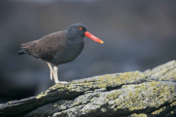 Black oystercatcher, Haematopus bachmani, single bird on rock, Falklands