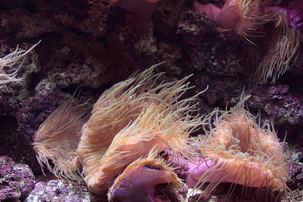 istock Marine aquarium with sea anemone and Clownfish 460870083