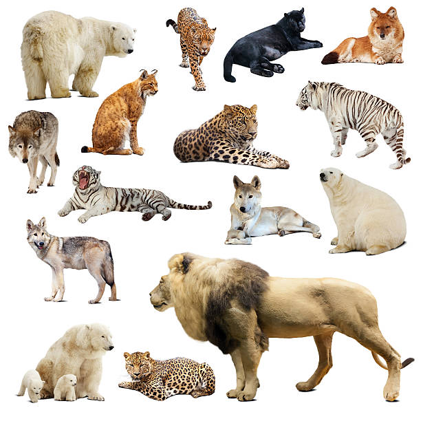 istock Set of predatory animals. Isolated over white 460870571