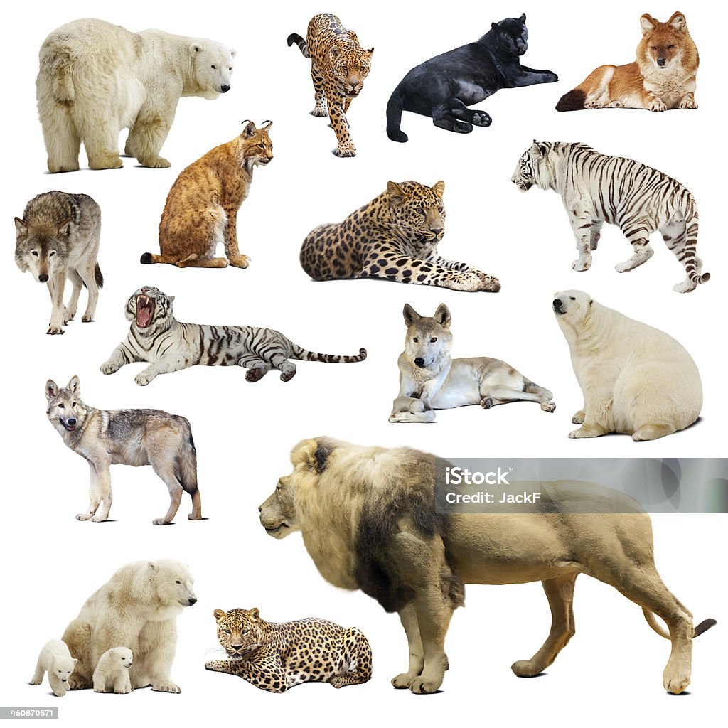 Set of predatory animals. Isolated over white Set of predatory animals. Isolated over white background with shade Black Leopard Stock Photo