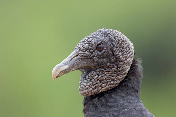 istock Black vulture, Coragyps atratus 460870983