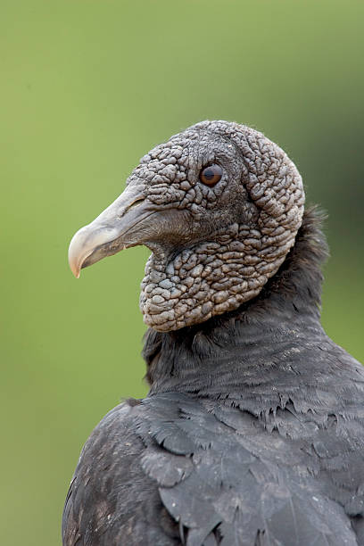 istock Black vulture, Coragyps atratus 460871089